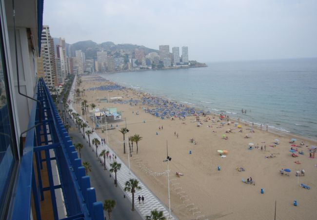 Estudio en Benidorm - LAS PALMERAS (ESTUDIO) BENIDORM