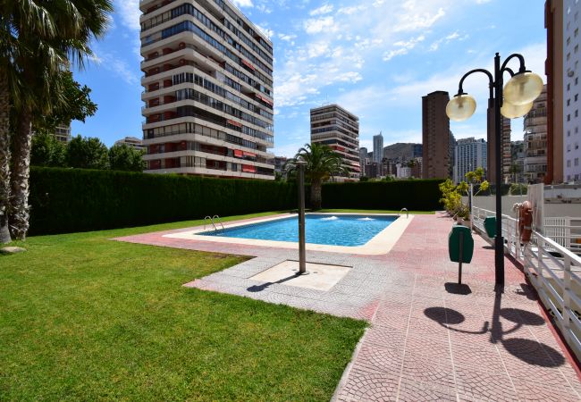 Apartamento en Benidorm - CAROLINA (1 DORMITORIO) Apartamento en Benidorm - CAROLINA (1 DORMITORIO)