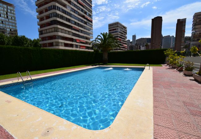 Apartamento en Benidorm - CAROLINA (1 DORMITORIO) Apartamento en Benidorm - CAROLINA (1 DORMITORIO)