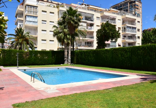 Apartamento en Benidorm - CAROLINA (1 DORMITORIO) Apartamento en Benidorm - CAROLINA (1 DORMITORIO)