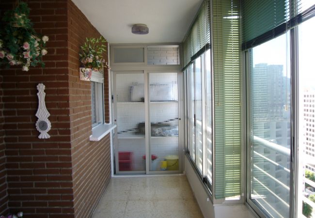 Apartamento en Benidorm - LA PINTA (1 DORMITORIO) BENIDORM Apartamento en Benidorm - LA PINTA (1 DORMITORIO) BENIDORM
