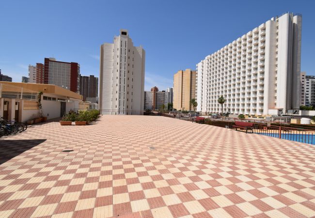 Estudio en Benidorm - ACUARIUM 3 (ESTUDIO) Estudio en Benidorm - ACUARIUM 3 (ESTUDIO)