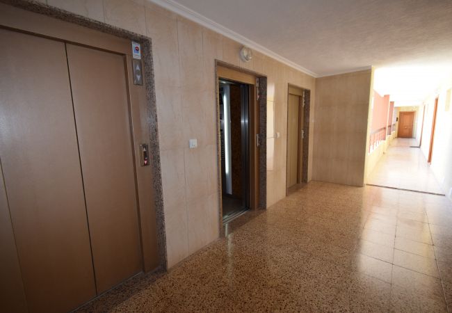 Estudio en Benidorm - ACUARIUM 3 (ESTUDIO) Estudio en Benidorm - ACUARIUM 3 (ESTUDIO)