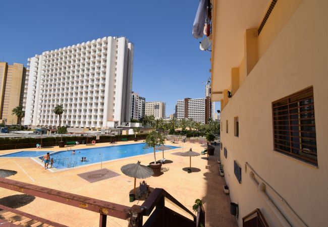 Estudio en Benidorm - ACUARIUM 3 (ESTUDIO) Estudio en Benidorm - ACUARIUM 3 (ESTUDIO)