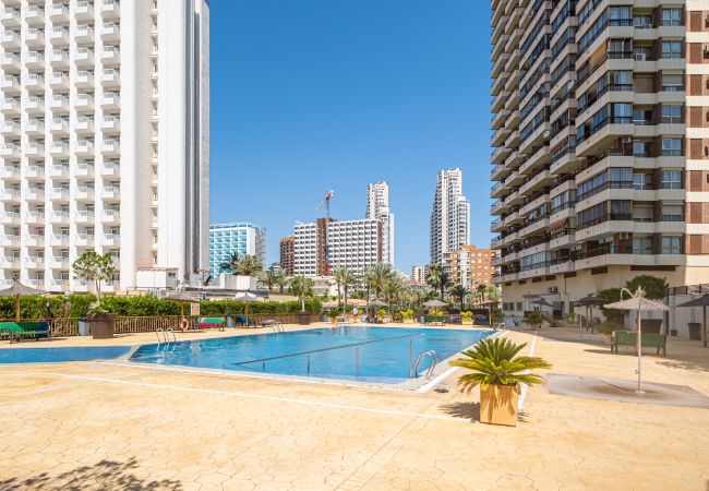 Estudio en Benidorm - ACUARIUM 3 (ESTUDIO) Estudio en Benidorm - ACUARIUM 3 (ESTUDIO)