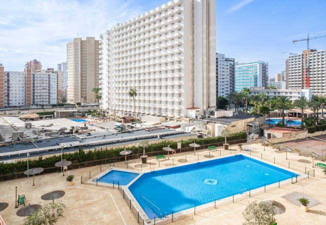 Estudio en Benidorm - ACUARIUM 3 (ESTUDIO) Estudio en Benidorm - ACUARIUM 3 (ESTUDIO)