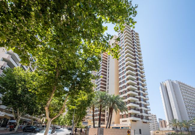 Estudio en Benidorm - ACUARIUM 3 (ESTUDIO) Estudio en Benidorm - ACUARIUM 3 (ESTUDIO)
