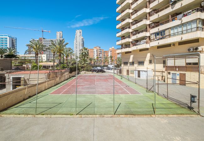 Estudio en Benidorm - ACUARIUM 3 (ESTUDIO) Estudio en Benidorm - ACUARIUM 3 (ESTUDIO)