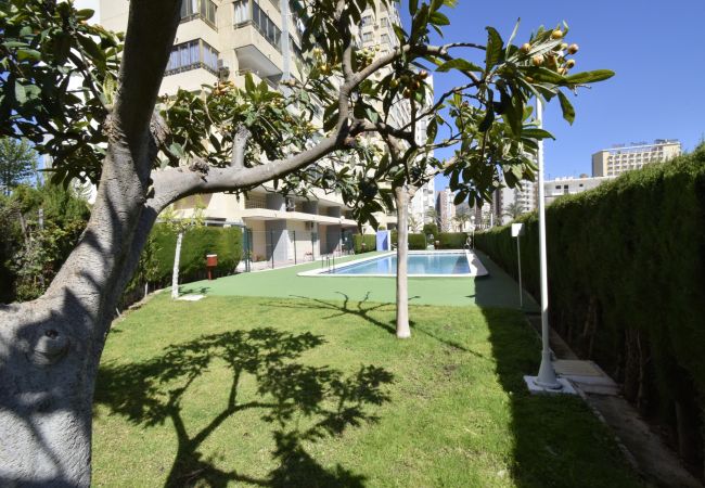 Apartamento en Benidorm - MARISCAL 4 (1 DORMITORIO)