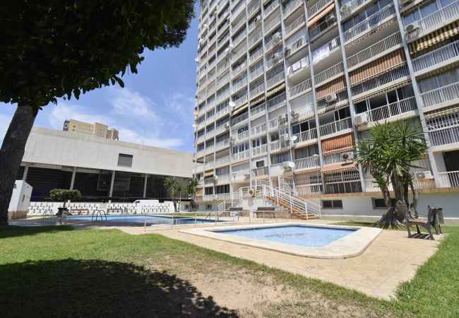 Apartamento en Benidorm - ALBATROS (1 DORMITORIO) Apartamento en Benidorm - ALBATROS (1 DORMITORIO)