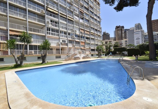 Apartamento en Benidorm - ALBATROS (1 DORMITORIO) Apartamento en Benidorm - ALBATROS (1 DORMITORIO)