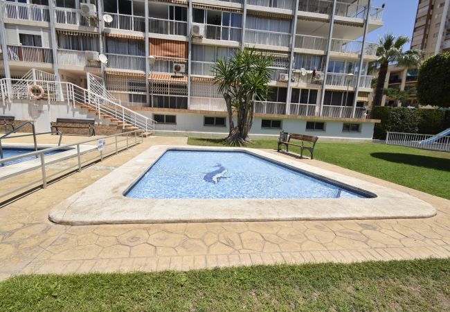 Apartamento en Benidorm - ALBATROS (1 DORMITORIO) Apartamento en Benidorm - ALBATROS (1 DORMITORIO)