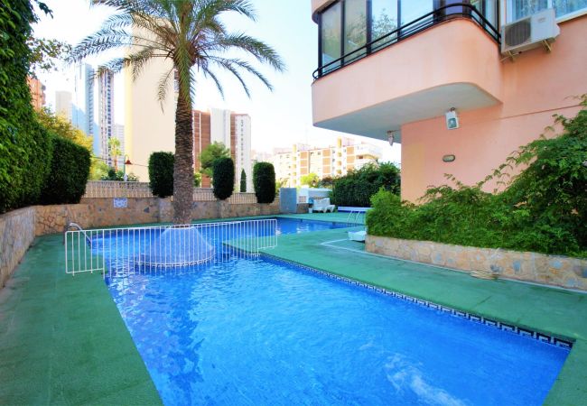Apartamento en Benidorm - CADIZ (1 DORMITORIO) Apartamento en Benidorm - CADIZ (1 DORMITORIO)